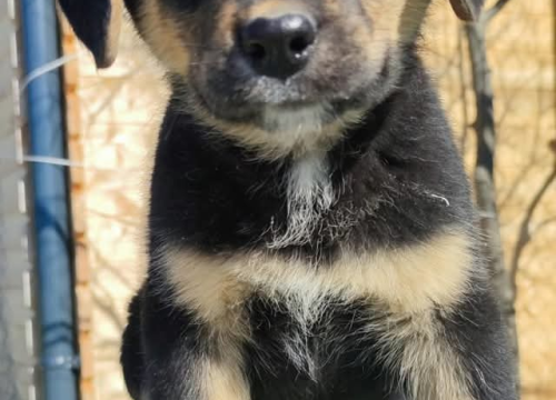 Fotografija 4 - Preslatki Rayder iz Šibenskih šapa traži dom