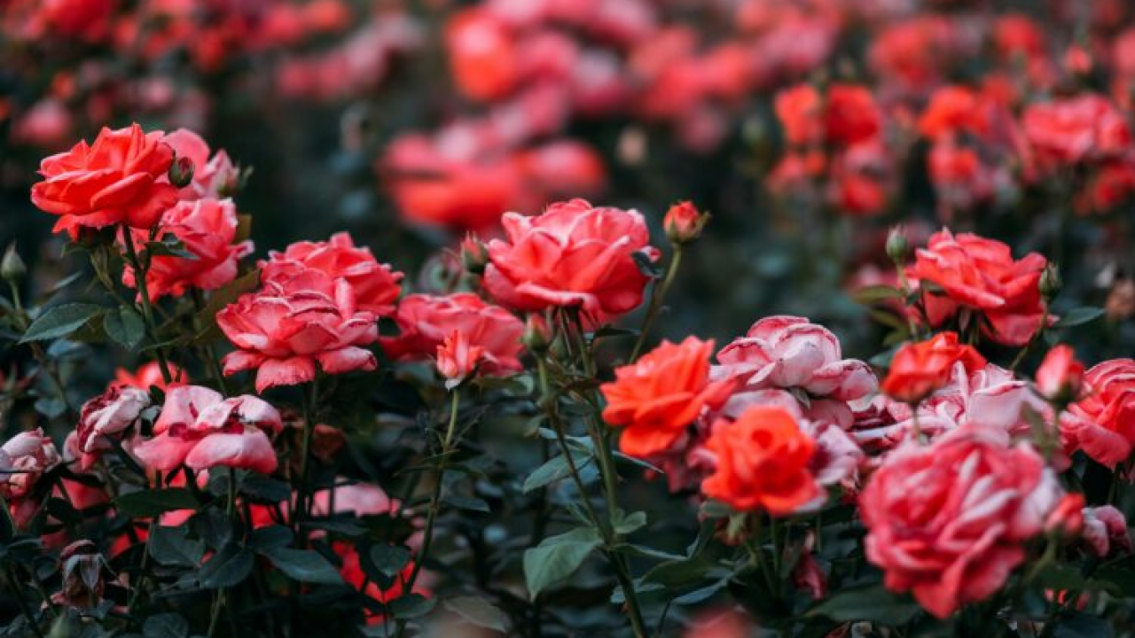 Uz ovaj jednostavan trik ruže će narasti nikad ljepše