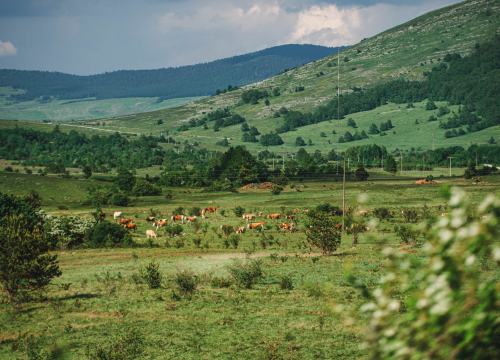 Stočar Roko iz Drniša iz ledene vode spasio malog telića