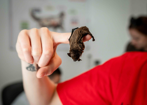 Fotografija 7 - Anđelo Zorica oduvijek je znao da će biti veterinar