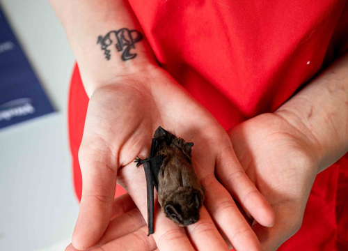 Fotografija 11 - Anđelo Zorica oduvijek je znao da će biti veterinar