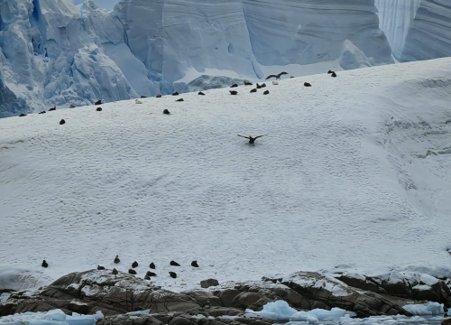 Fotografija 45 - Veliki Gogo na sedmom kontinentu: 'Ako bi Antarktiku trebao opisati riječima, osjećao bi se da abnormalno umanjujem doživljaj'