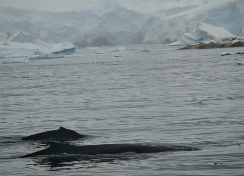Fotografija 43 - Veliki Gogo na sedmom kontinentu: 'Ako bi Antarktiku trebao opisati riječima, osjećao bi se da abnormalno umanjujem doživljaj'