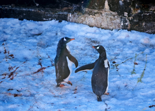 Fotografija 28 - Veliki Gogo na sedmom kontinentu: 'Ako bi Antarktiku trebao opisati riječima, osjećao bi se da abnormalno umanjujem doživljaj'
