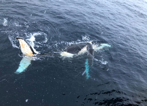 Fotografija 8 - Veliki Gogo na sedmom kontinentu: 'Ako bi Antarktiku trebao opisati riječima, osjećao bi se da abnormalno umanjujem doživljaj'