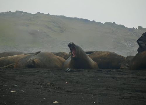 Fotografija 6 - Veliki Gogo na sedmom kontinentu: 'Ako bi Antarktiku trebao opisati riječima, osjećao bi se da abnormalno umanjujem doživljaj'