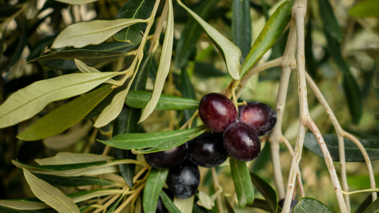 U Kistanjama 'Fešta od okusa' uz chefa Dinu Bebića: Sirevi, maslinova ulja i vrhunski gastronomski doživljaj
