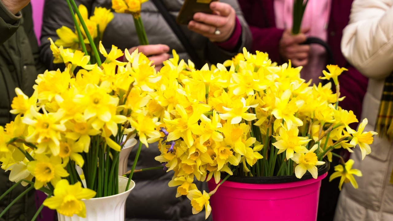 Dan narcisa obilježen i u Drnišu: 'Mnoge sugrađanke donijele bukete iz svojih vrtova'