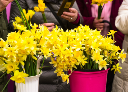 Fotografija 1 - Dan narcisa obilježen u Drnišu i Oklaju