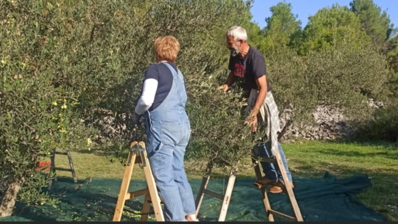 Obitelj Birin stoljećima se bavi poljoprivredom, a danas njihova ulja osvajaju svjetska zlata: 'Maslinarstvo nam je u genima'