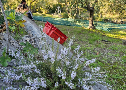 Fotografija 3 - Obitelj Birin stoljećima se bavi poljoprivredom, a danas njihova ulja osvajaju svjetska zlata