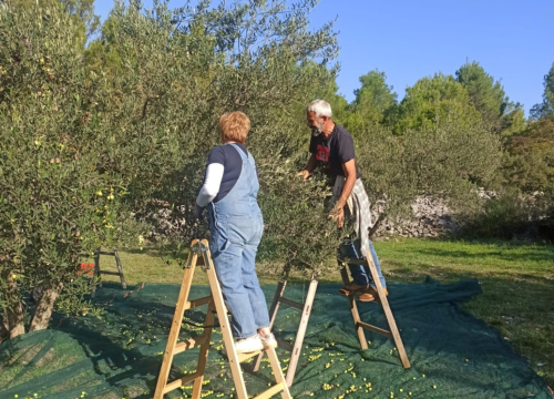 Fotografija 5 - Obitelj Birin stoljećima se bavi poljoprivredom, a danas njihova ulja osvajaju svjetska zlata
