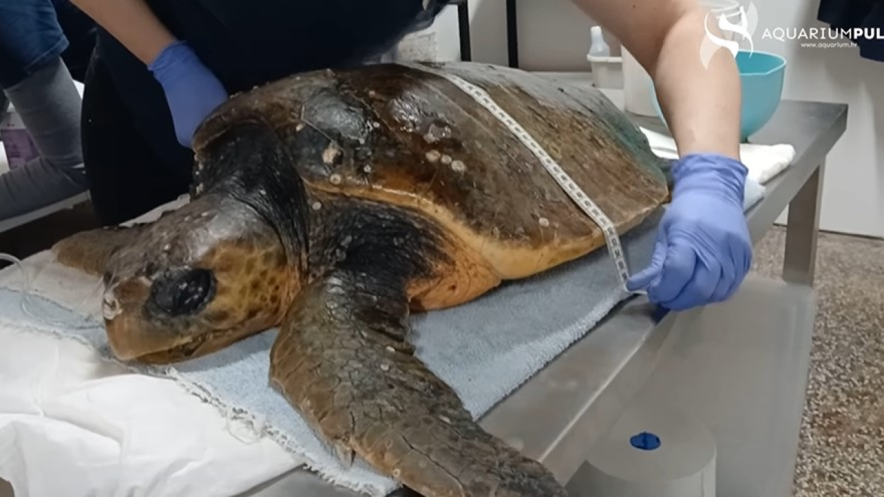 Kod Dugog otoka spašena mlada glavata želva. Bila je iscrpljena, a rendgen je otkrio i udicu u ustima