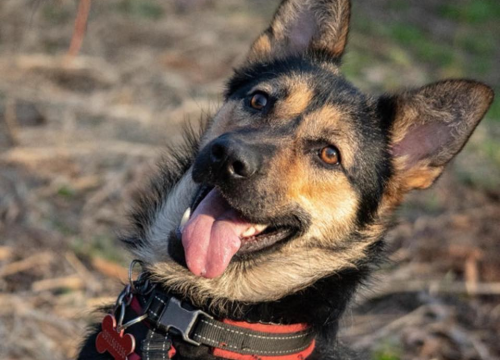 Fotografija 2 - Kastrirana, cjepljena i naučena na kućni red: Šibenske šape traže dom za prekrasnu mladu Neru