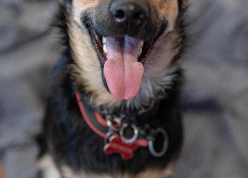 Fotografija 1 - Kastrirana, cjepljena i naučena na kućni red: Šibenske šape traže dom za prekrasnu mladu Neru