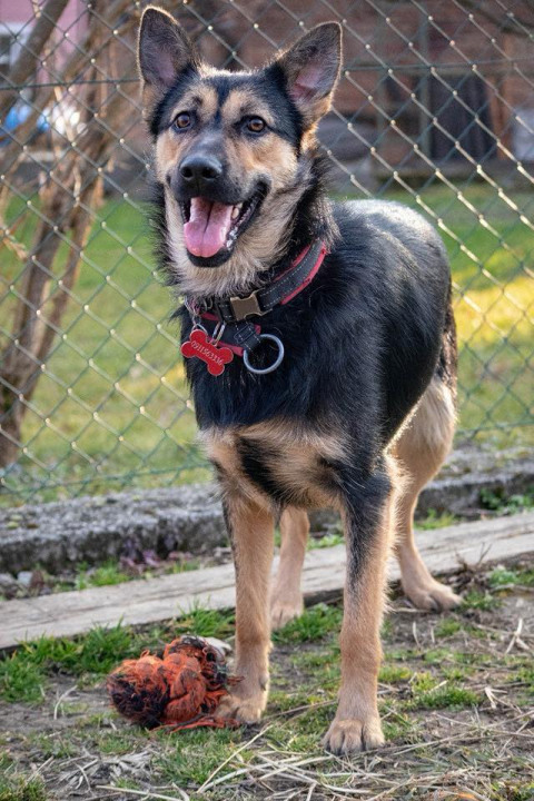 Kastrirana, cjepljena i naučena na kućni red: Šibenske šape traže dom za prekrasnu mladu Neru