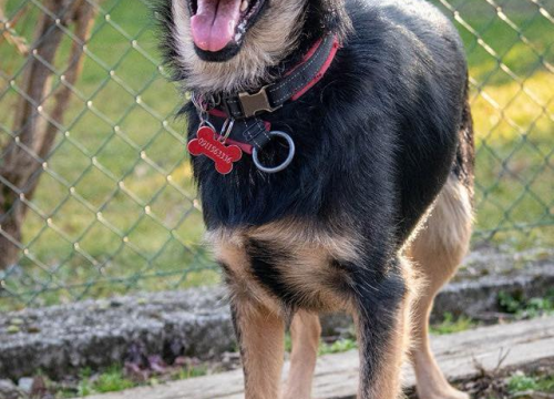 Fotografija 3 - Kastrirana, cjepljena i naučena na kućni red: Šibenske šape traže dom za prekrasnu mladu Neru