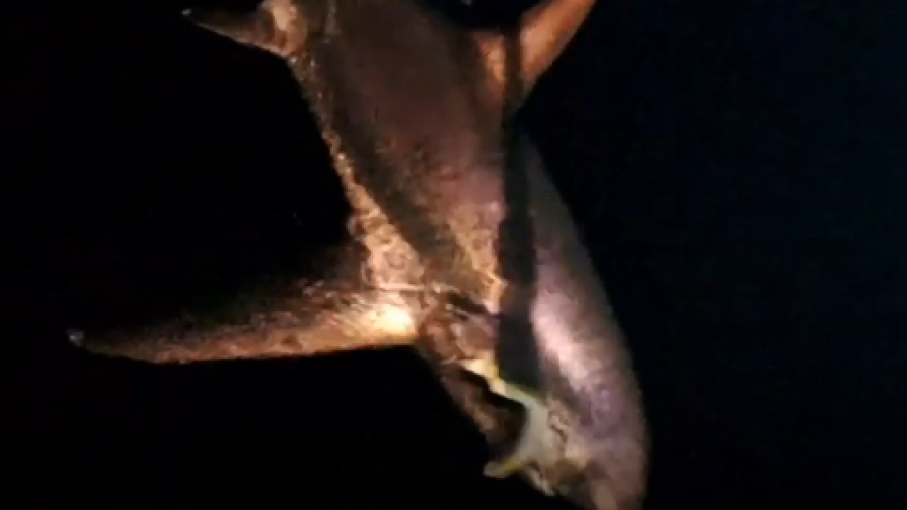 Vodičanin Anton Roca ulovio zaštićenog morskog psa: Dva sata borili se s četiri metra dugom životinjom