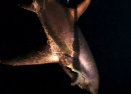 Vodičanin Anton Roca ulovio zaštićenog morskog psa: Dva sata borili se s četiri metra dugom životinjom