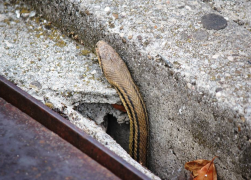 Berači šparoga, oprez: Evo što učiniti ako u prirodi naiđete na zmiju