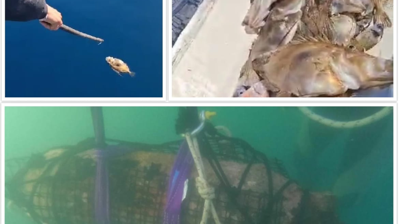 Šibenskim akvatorijem pluta gomila ubijene ribe nakon vojnih vježbi i detonacija zaostalih bombi