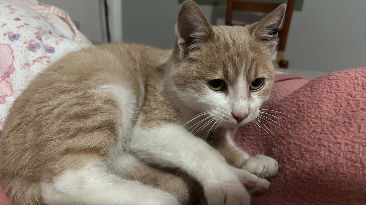 Udruzi Mace Funcutice potrebna pomoć: 'Barem podijelite naš apel'