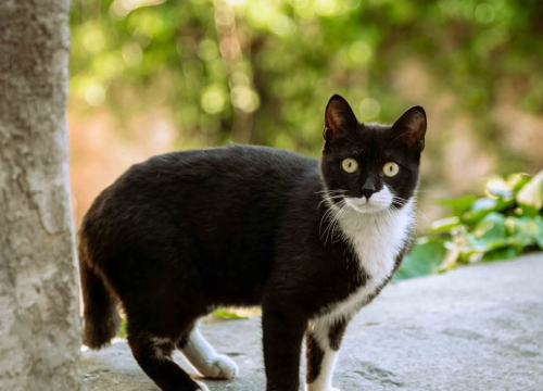 Fotografija 18 - Plišac - život u autentičnom šibenskom kvartu