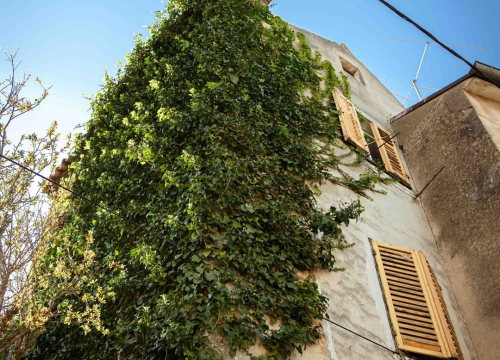 Fotografija 16 - Plišac - život u autentičnom šibenskom kvartu