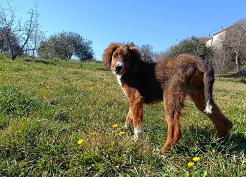 Fotografija 4 - Milo iz Šibenskih šapa traži svoj zauvijek dom: Veselo štene koje će vam ukrasti srce