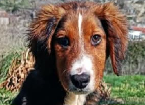 Fotografija 1 - Milo iz Šibenskih šapa traži svoj zauvijek dom: Veselo štene koje će vam ukrasti srce