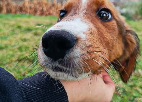 Fotografija 3 - Milo iz Šibenskih šapa traži svoj zauvijek dom: Veselo štene koje će vam ukrasti srce