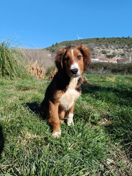Milo iz Šibenskih šapa traži svoj zauvijek dom: Veselo štene koje će vam ukrasti srce