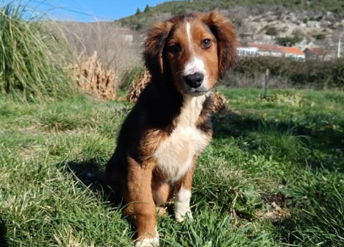 Fotografija 2 - Milo iz Šibenskih šapa traži svoj zauvijek dom: Veselo štene koje će vam ukrasti srce