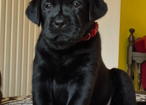 Fotografija 10 - Preslatki štenci labradora spremni za novi dom – iz vrhunskog uzgoja s urednim rodovnicima