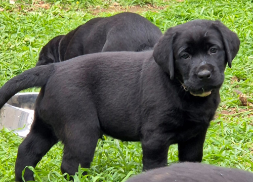 Fotografija 11 - Preslatki štenci labradora spremni za novi dom – iz vrhunskog uzgoja s urednim rodovnicima
