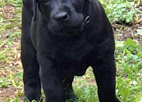 Fotografija 7 - Preslatki štenci labradora spremni za novi dom – iz vrhunskog uzgoja s urednim rodovnicima