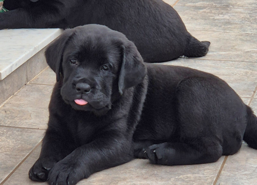 Fotografija 12 - Preslatki štenci labradora spremni za novi dom – iz vrhunskog uzgoja s urednim rodovnicima