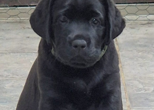 Fotografija 3 - Preslatki štenci labradora spremni za novi dom – iz vrhunskog uzgoja s urednim rodovnicima