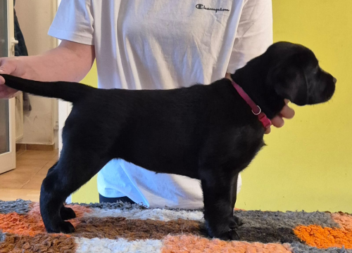 Fotografija 8 - Preslatki štenci labradora spremni za novi dom – iz vrhunskog uzgoja s urednim rodovnicima