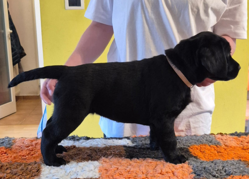 Fotografija 5 - Preslatki štenci labradora spremni za novi dom – iz vrhunskog uzgoja s urednim rodovnicima