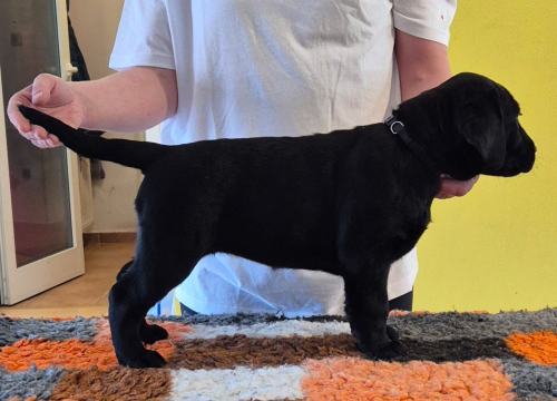 Fotografija 4 - Preslatki štenci labradora spremni za novi dom – iz vrhunskog uzgoja s urednim rodovnicima