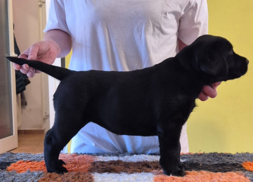 Fotografija 6 - Preslatki štenci labradora spremni za novi dom – iz vrhunskog uzgoja s urednim rodovnicima