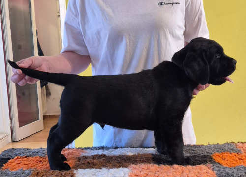 Fotografija 9 - Preslatki štenci labradora spremni za novi dom – iz vrhunskog uzgoja s urednim rodovnicima