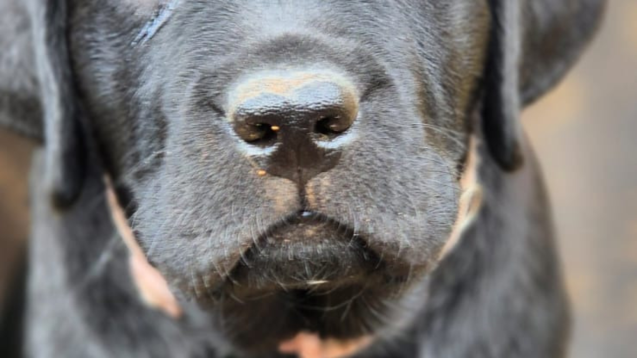 Preslatki štenci labradora spremni za novi dom – iz vrhunskog uzgoja s urednim rodovnicima