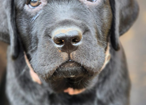 Fotografija 1 - Preslatki štenci labradora spremni za novi dom – iz vrhunskog uzgoja s urednim rodovnicima