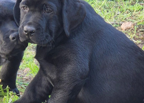 Fotografija 2 - Preslatki štenci labradora spremni za novi dom – iz vrhunskog uzgoja s urednim rodovnicima