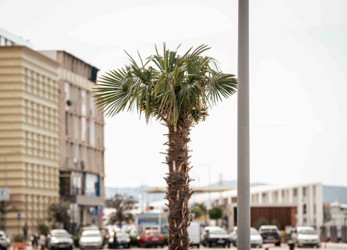 Fotografija 1 - Unatoč stalnom 'napadu', obrana protiv Palmine pipe u Šibeniku ne posustaje