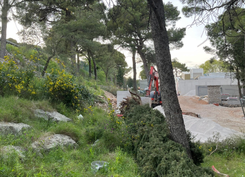 Fotografija 2 - Čempres star 800 godina pao u trenu: 'Ajte kvragu svi zajedno, sa svim svojim investicijama'