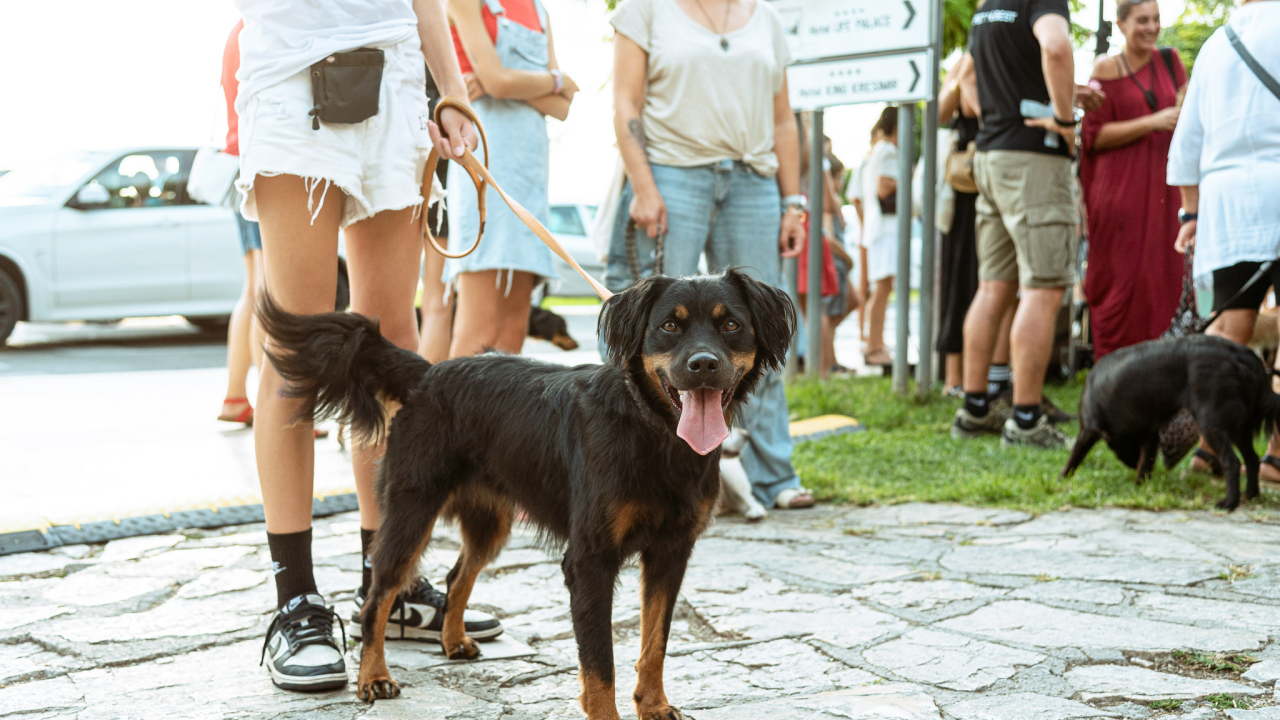 Sve više ljudi bira pse umjesto djece