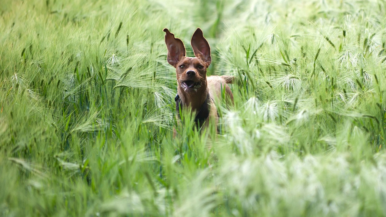 Sezona je krpelja, a evo kako prepoznati da je vašeg ljubimca zarazio Lajmskom bolešću